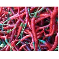 Fress Red Chili